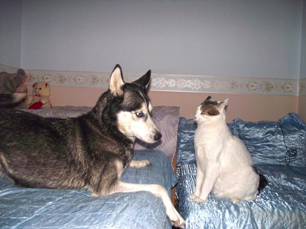 Cat fight Husky