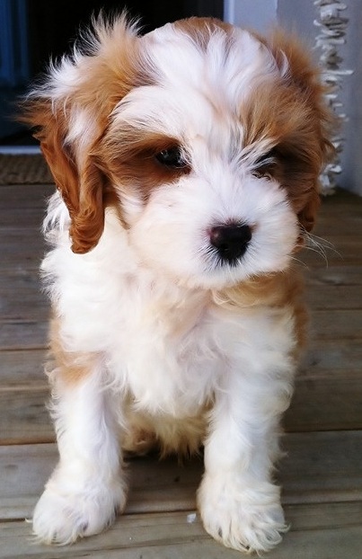 Cavalier King Charles Spaniel Poodle mix