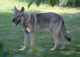 Chinese Wolf Shepherd