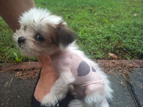 35 Unreal Shih Tzu Cross Breeds You Have To See To Believe