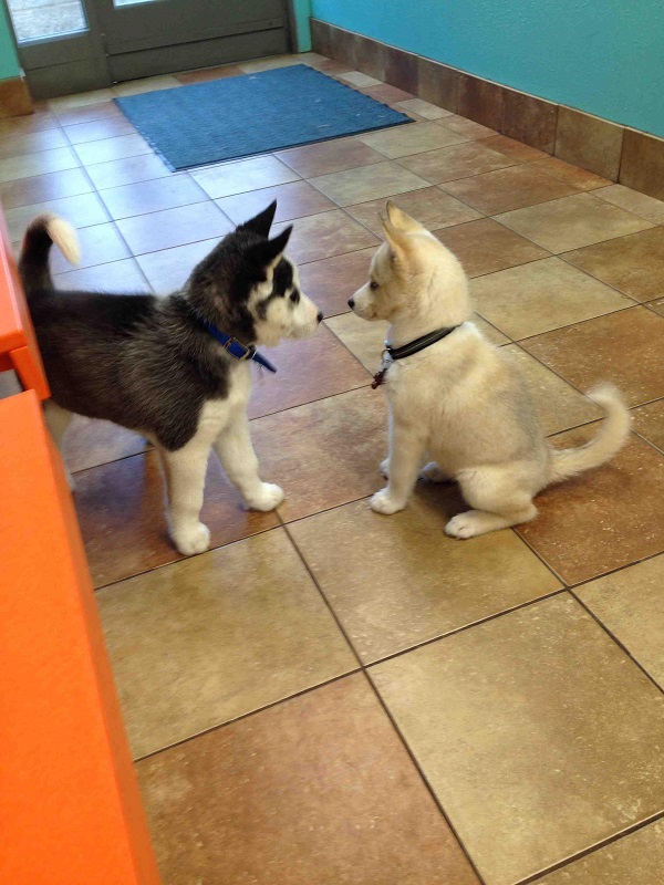 Dakota (right) met another husky named Koda (left)