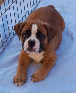 12 Unreal Boxer Cross Breeds You Have To See To Believe
