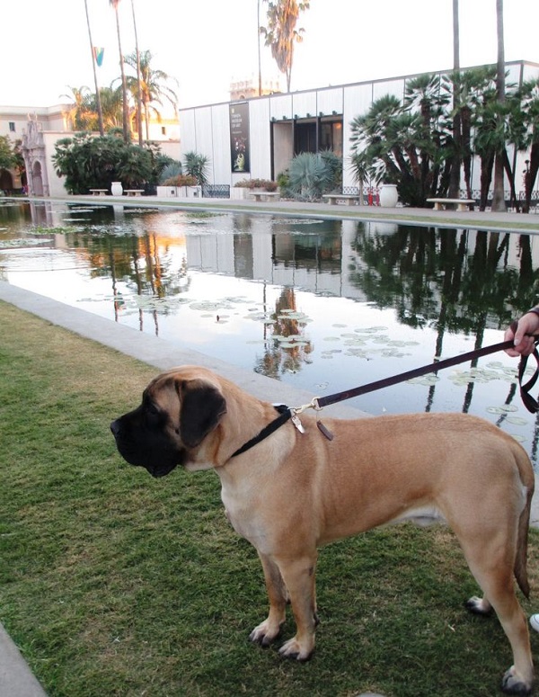 20 Reasons Mastiffs Are Actually The Worst Dogs To Live With 16 English Mastiff Balboa Park