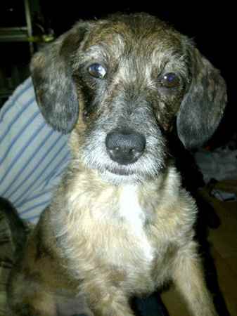 Foxie Doxie