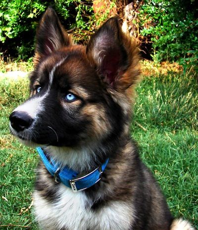 German Shepherd husky mix
