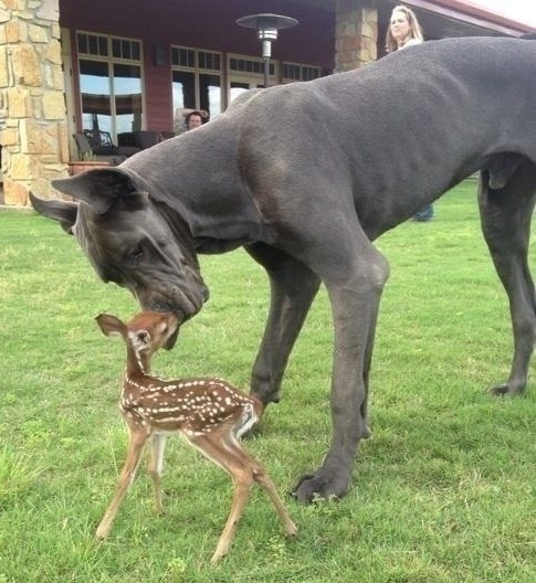 19 Reasons Great Danes Are Actually The Worst Dogs To Live With 13 Great Dane and deer