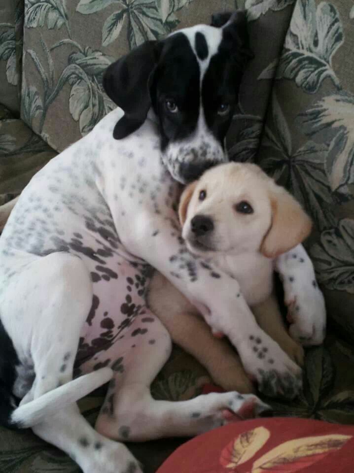 19 Reasons Great Danes Are Actually The Worst Dogs To Live With 4 Great Dane and lab