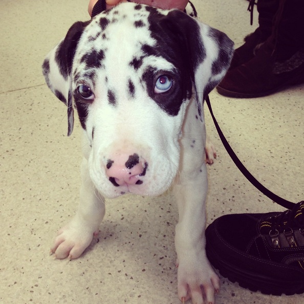 Great Dane puppy