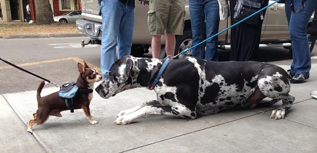 19 Reasons Great Danes Are Actually The Worst Dogs To Live With 14 Great Danes and chihuahua