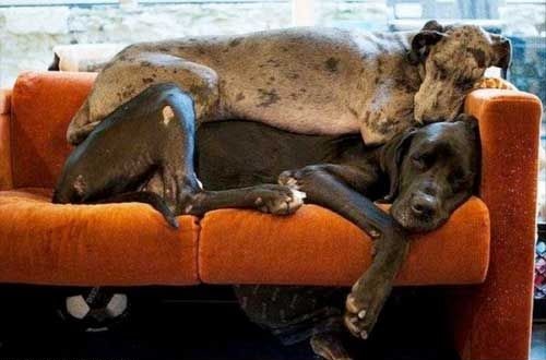 19 Reasons Great Danes Are Actually The Worst Dogs To Live With 7 Great Danes napping