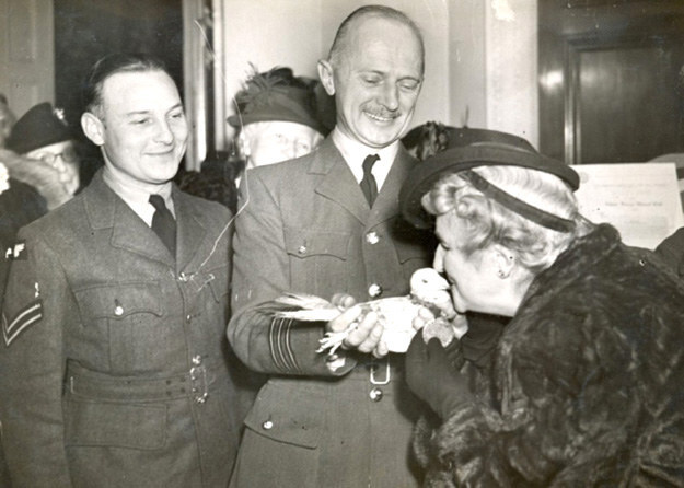 15 Stories About Animals – Soldiers Of Their Countries 5 Gustav bird photo