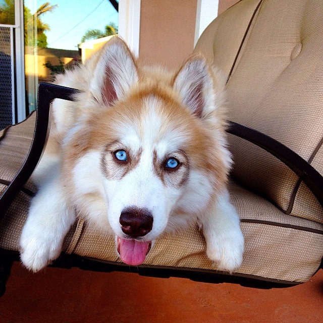 Husky Malamute puppy Nova
