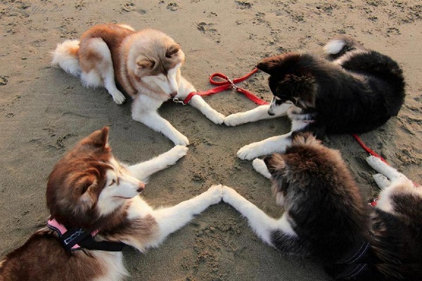 Husky Society