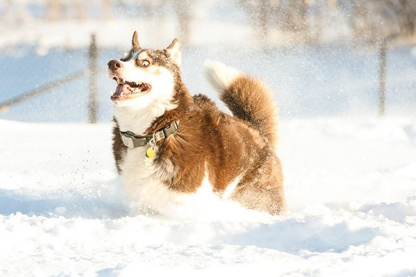 Husky seriously run snow