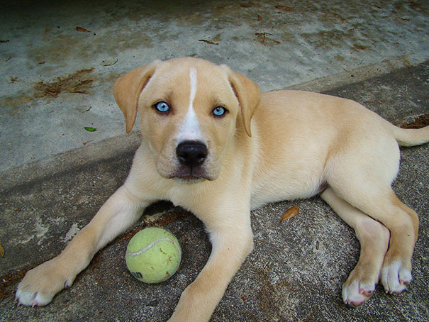 Labrador Husky mix