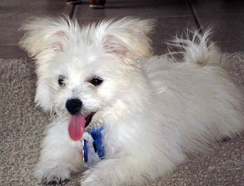 Malti-Pom