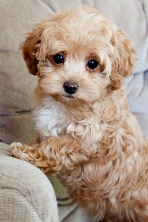 Maltipoo