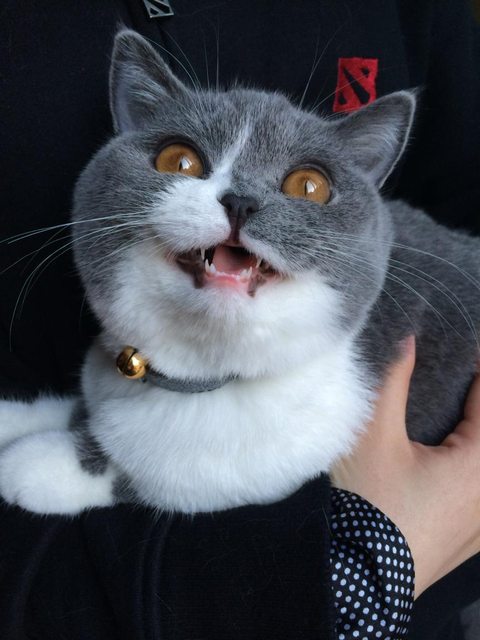 Nice cat face