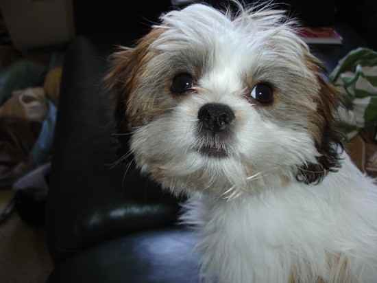 35 Unreal Shih Tzu Cross Breeds You Have To See To Believe