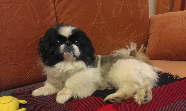 Pekingese beautiful dog