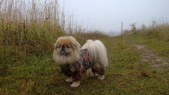 Pekingese photography