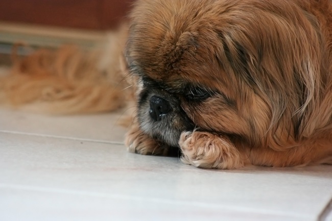 Pekingese sad dog
