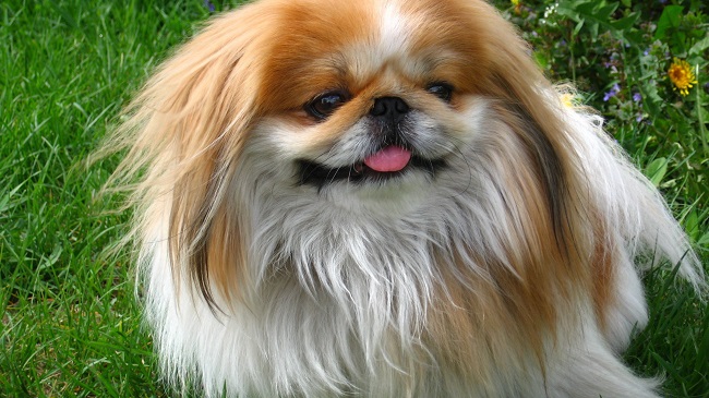 Pekingese wallpaper