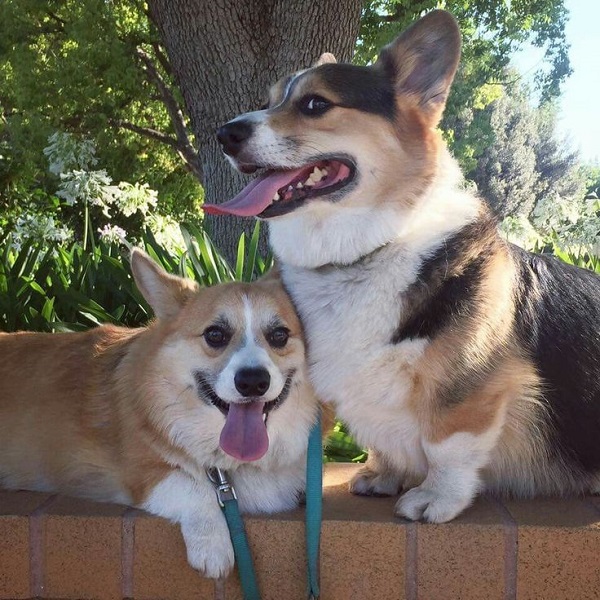 18 Reasons Not To Buy A CORGI! 1 Ralph and Georgi corgis dogs
