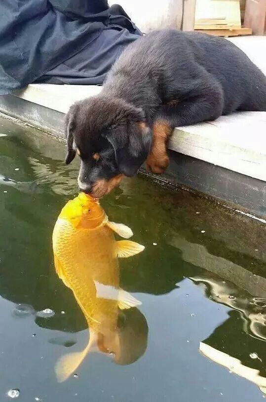 Rottweiler and fish