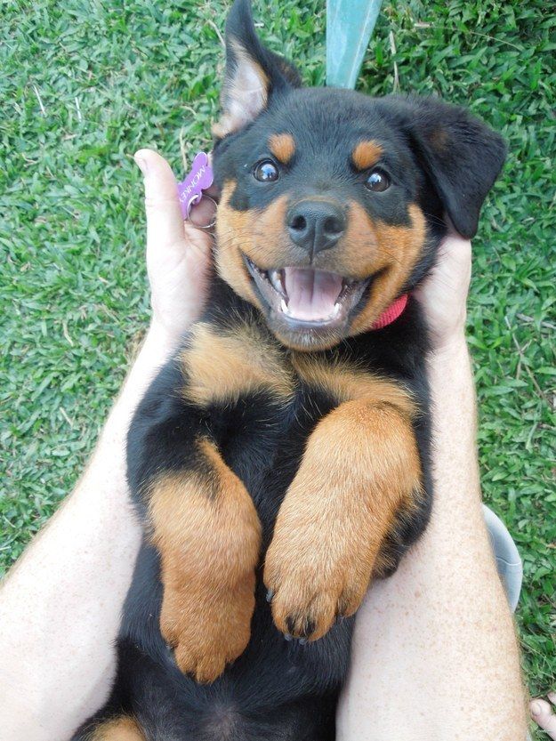 Rottweiler puppy