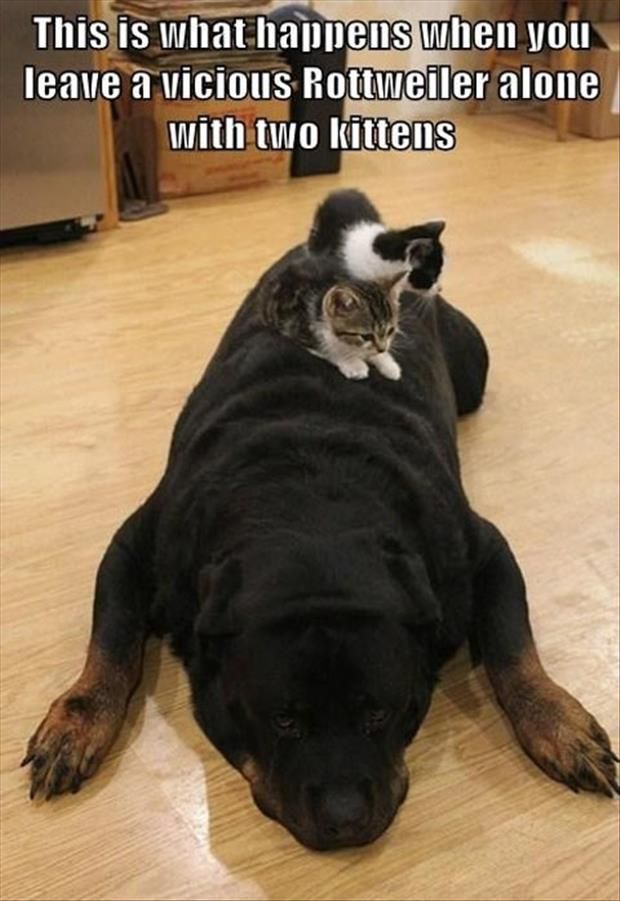 Rottweilers and kittens