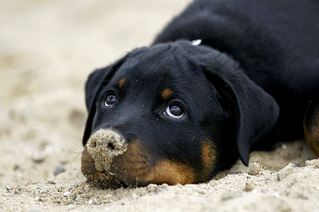 Rottweilers puppy nose