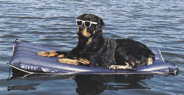 Rottweilers rest funny