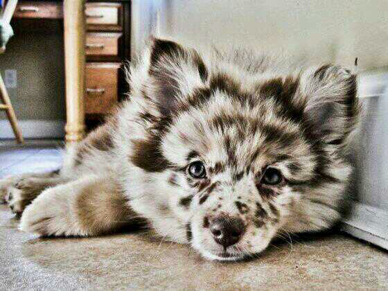 This is a puppy Australian Shepherd Husky