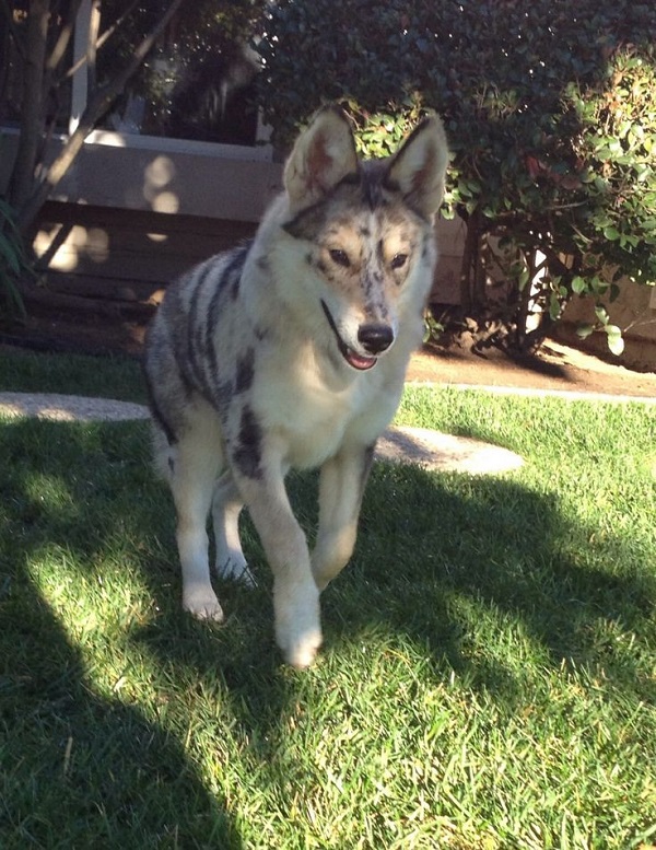 a husky and an Australian shepherd