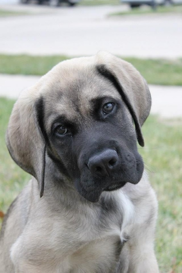 20 Reasons Mastiffs Are Actually The Worst Dogs To Live With 20 american mastiff photo