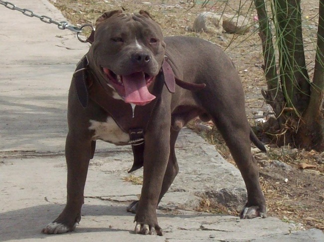 american pit bull
