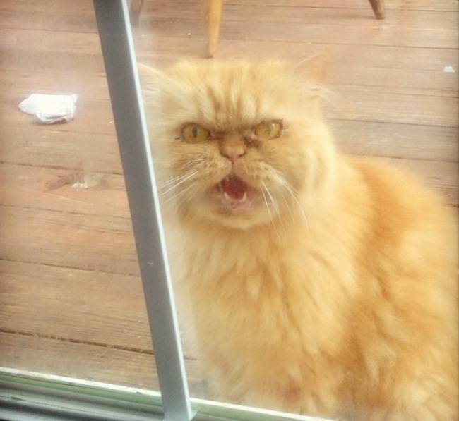 angry ginger cat