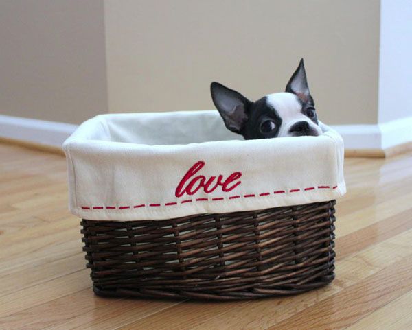 awesome boston terrier love