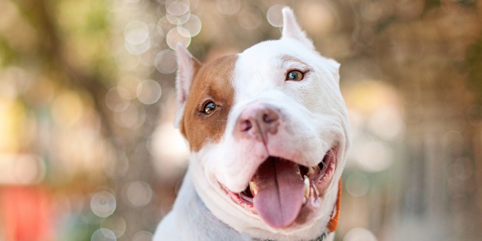 16 Reasons Pit Bulls Are Not The Friendly Dogs Everyone Says They Are 1