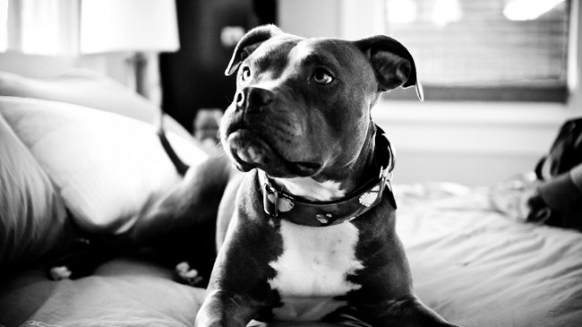 awesome pit bull