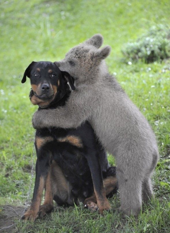 baby bear and rottweiler kiss
