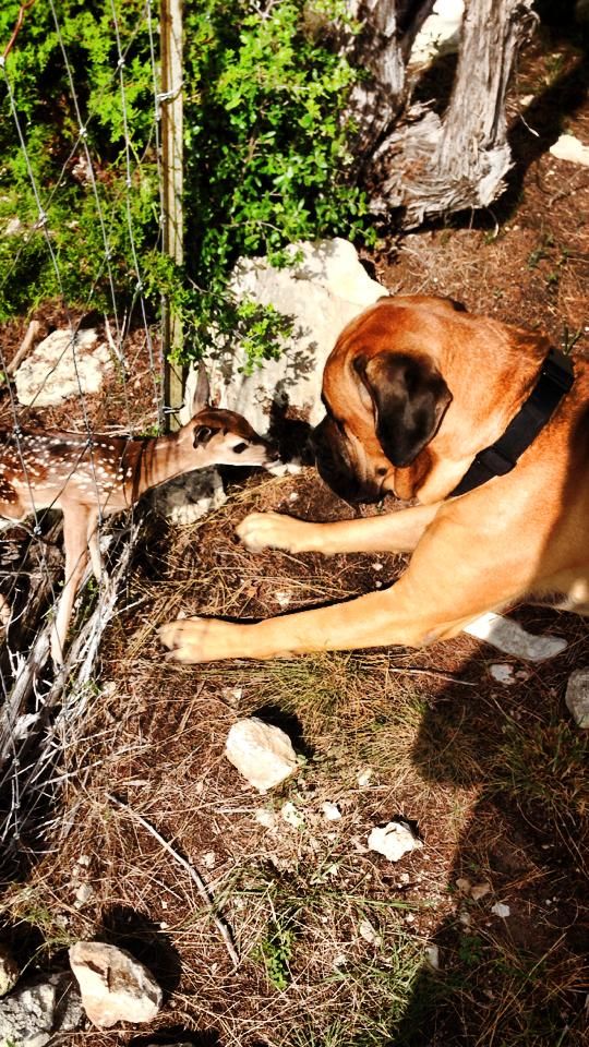 20 Reasons Mastiffs Are Actually The Worst Dogs To Live With 12 baby deer, english mastiff