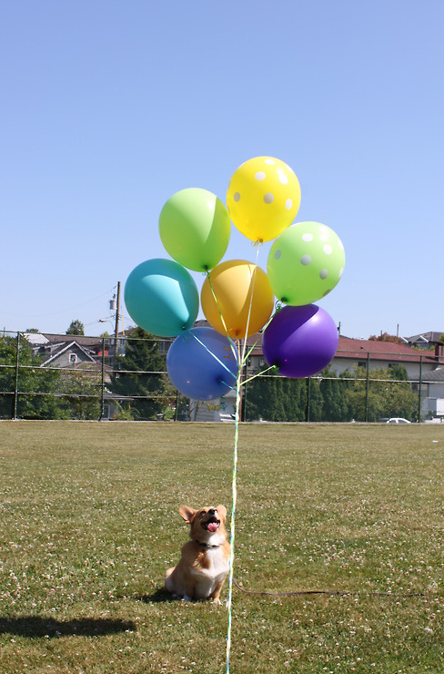 18 Reasons Not To Buy A CORGI! 14 baloons corgis photo