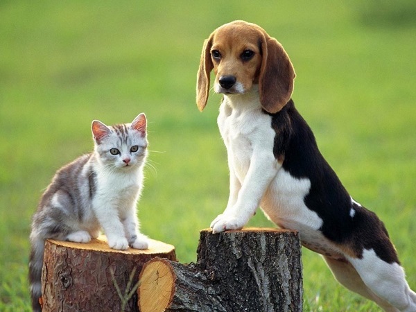 18 Reasons Beagles Are The Worst Dogs To Live With 17 beagle and cat