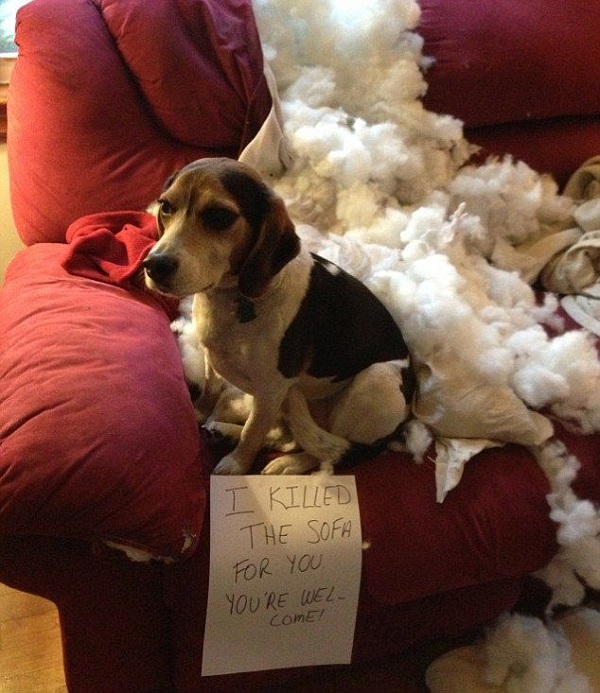 18 Reasons Beagles Are The Worst Dogs To Live With 16 beagle damage sofa