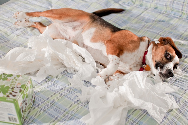 18 Reasons Beagles Are The Worst Dogs To Live With 10 beagle mess