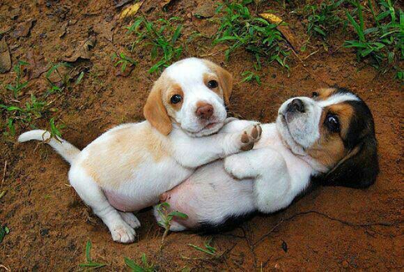 18 Reasons Beagles Are The Worst Dogs To Live With 12 beagle puppies