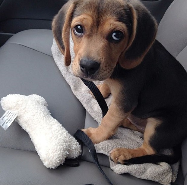 18 Reasons Beagles Are The Worst Dogs To Live With 15 beagle puppy car eyes