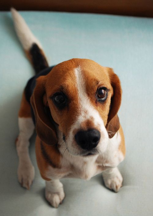 18 Reasons Beagles Are The Worst Dogs To Live With 19 beautiful beagle photo pics